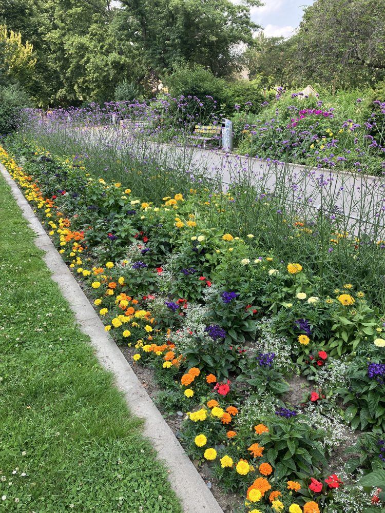 Dresden setzt auf Sommer Jetzt kommen Sommerblumen in Beete und Kübel