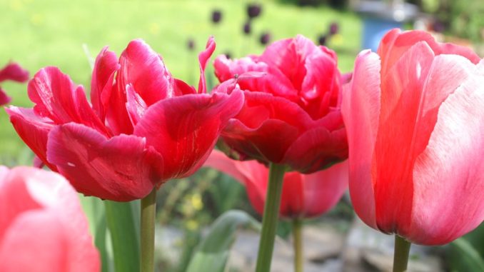 Tulpen gehören zu den beliebtestem Diebesgut bei den Pflanzen. Foto: Thessa Wolf