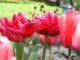 Tulpen gehören zu den beliebtestem Diebesgut bei den Pflanzen. Foto: Thessa Wolf