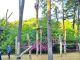 Der Spielplatz mit den vielen Klettermöglichkeiten und die geschwungenen Wege durch den alten Baumbestand locken Jung und Alt in den Kleinzschachwitzer Waldpark. Foto: Sylvia Miskowiec
