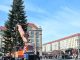 Die Aufrichtung des diesjährigen Striezelmarktbaums, einer Weißtanne aus Lauenstein, lockte zahlreiche Schaulustige an. Foto: Thessa Wolf