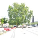 Den ursprünglichen Verlauf der Weißeritz über den heutigen Parkplatz zeichnen noch eine alte Ufer-Kastanie und ein Kunstobjekt nach. Foto: Una Giesecke