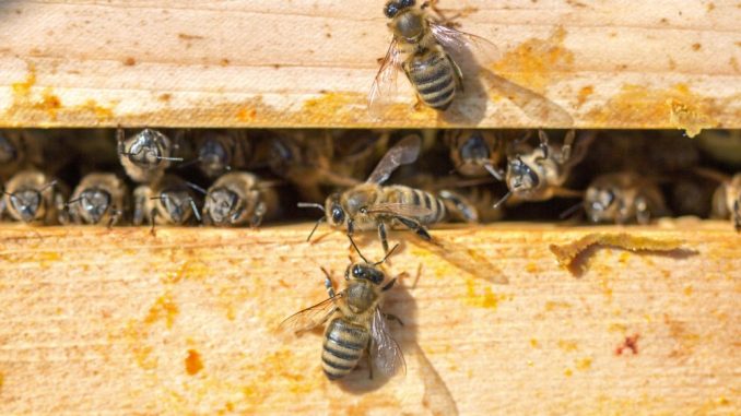 Bienen in einer Wabe am Kulturpalast. Foto: Christian Suhrbier
