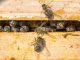 Bienen in einer Wabe am Kulturpalast. Foto: Christian Suhrbier