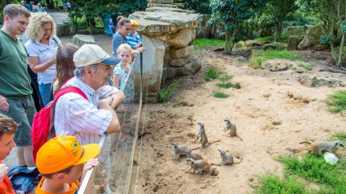 Die kleinen Erdmännchen gehören zu den Publikumslieblingen im Zoo. Foto: Eric Münch