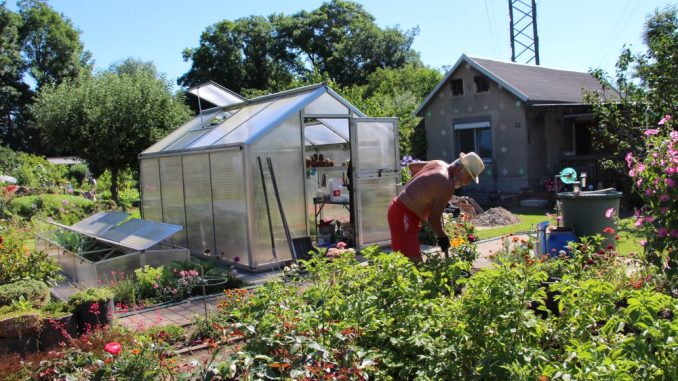 Gartenfreund Peter (71) bei der Arbeit. In seinem Gewächshaus zieht er für seine Gartengemeinschaft im KGV „Lockwitz“ Pflanzen vor. Foto: Verena Andreas