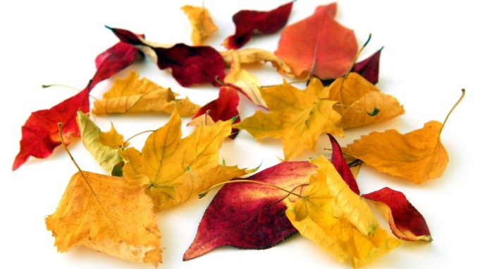 Bunte Blätter sorgen für Freude im Herbst - müssen aber auch entsorgt werden. Foto: djd