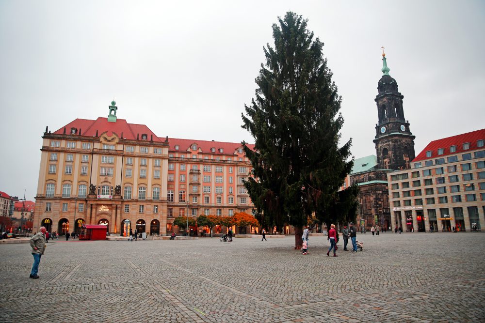 Weihnachtsbaum für den Striezelmarkt gesucht DAWO! Dresden am