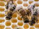 Bienen füllen Honigwaben. Foto: Michael Reichel/Archiv