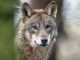 Ein Wolf. Foto: Bernd Thissen/Archiv