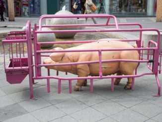 Die Attrappe eines Schweins steht in einem Käfig. Foto: iAnimal © Julia Diedrich