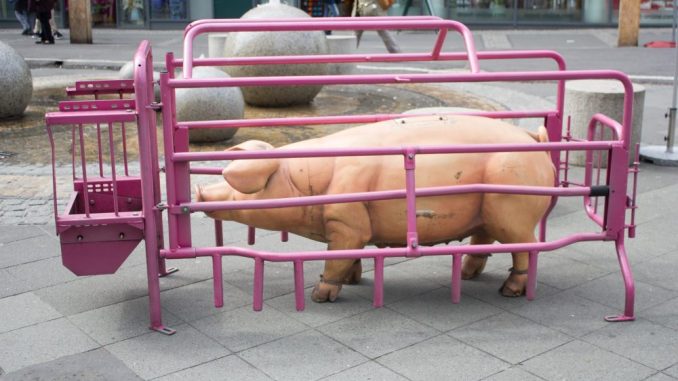 Die Attrappe eines Schweins steht in einem Käfig. Foto: iAnimal © Julia Diedrich