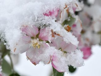 Apfelblüten im Schnee. Foto: Felix Kästle/Archiv