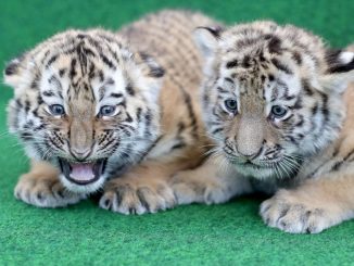 Tiger-Zwillinge im Zoo Leipzig. Foto: Jan Woitas/Archiv