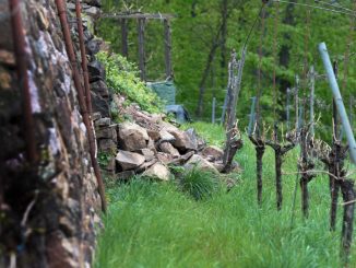 Eingestürztes Trockenmauerwerk ist im Weinberg in Radebeul zu sehen. Foto: Arno Burgi