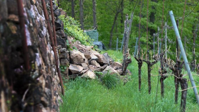 Eingestürztes Trockenmauerwerk ist im Weinberg in Radebeul zu sehen. Foto: Arno Burgi