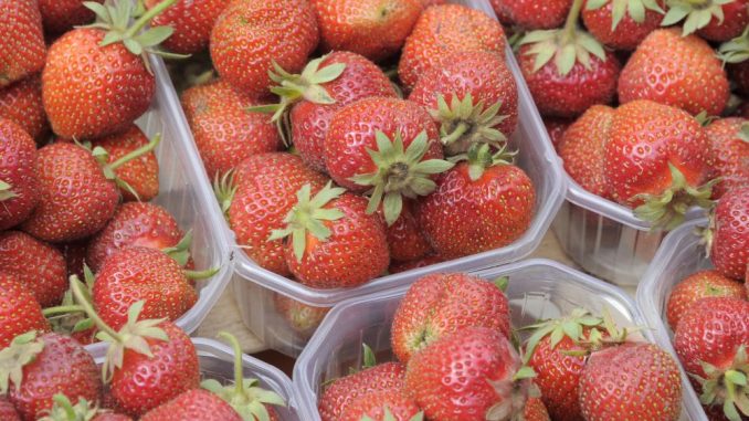 Frisch gepflückte Erdbeeren liegen in Sachsen zum Verkauf bereit. Foto: Bernd Settnik/Archiv