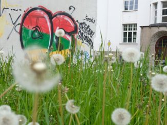 Eine mit Graffitis versehene Wand eines Hauses in Chemnitz. Foto: Sebastian Willnow