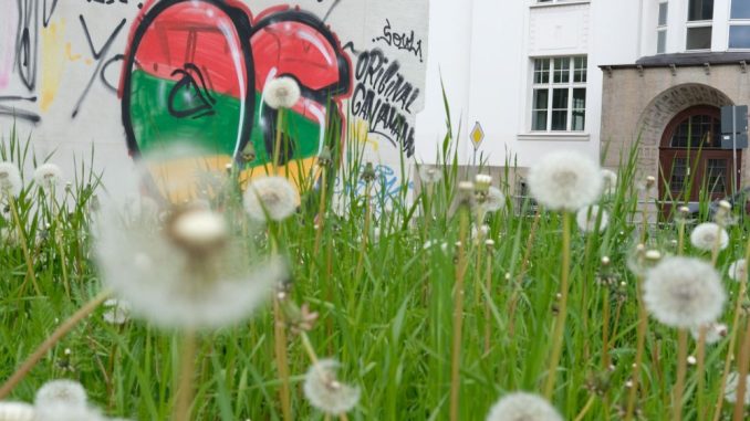 Eine mit Graffitis versehene Wand eines Hauses in Chemnitz. Foto: Sebastian Willnow