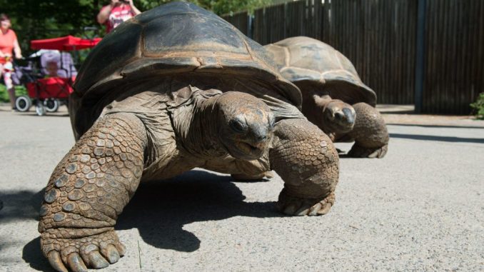 Zwei Riesenschildkröten laufen im Zoo Dresden in eine Außenanlage. Foto: Sebastian Kahnert