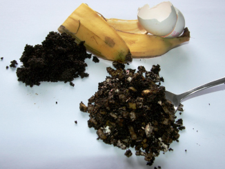 Bananenschalen, Eierschalen und Kaffeesatz können prima als Pflanzendünger verwendet werden. Foto: Jörg Hennig