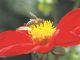 Dahlie „schmecken“ Bienen besonders gut. Foto: Wolf