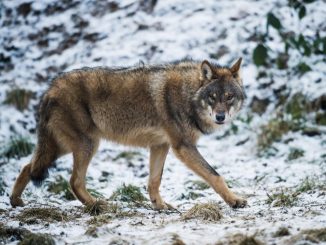 Ein Wolf. Foto: Bernd Thissen/Archiv