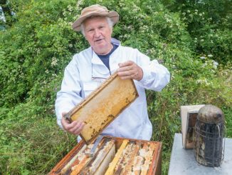 Imker Fritz Woitaß (76) kümmert sich um die Bienen auf Schloss Wackerbarth. Foto: Robert Neumann
