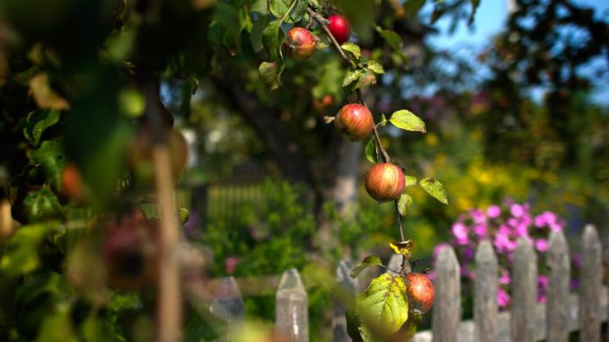 Bio-Äpfel sind in einem Garten hinter einem hölzernen Zaun zu sehen. Foto: Arno Burgi/Archiv