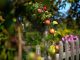 Bio-Äpfel sind in einem Garten hinter einem hölzernen Zaun zu sehen. Foto: Arno Burgi/Archiv