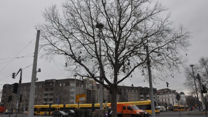 Am Albertplatz steht Dresdens erster Shoetree. Foto: Una Giesecke