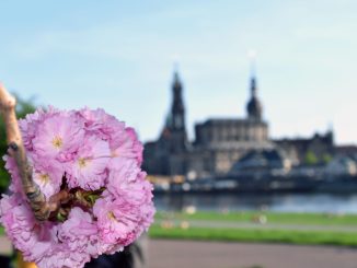 Blütenball vor der berühmten Dresden Silhouette. (Foto DAWO! /jz)