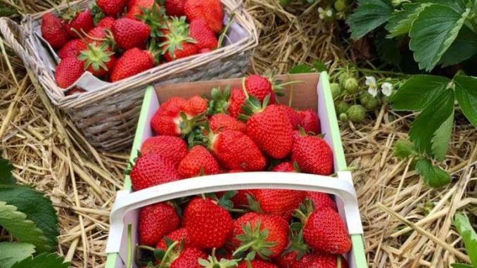 Ab sofort können in Sachsen wieder auf den Feldern Erdbeeren selbst gepflückt werden. (Foto: Juliane Zönnchen)