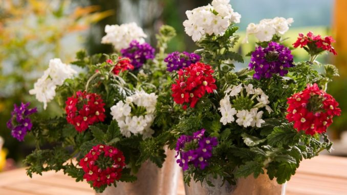 Bunte Blumen und tolle Ideen für Balkon, Garten und Küche: Das gibt es bei Jungpflanzen Kühne. Foto: PR