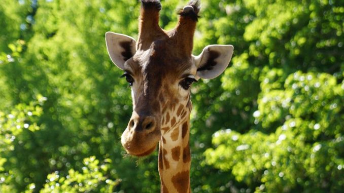 Der Dresdner Zoo widmet den 25. Juni der Giraffe!