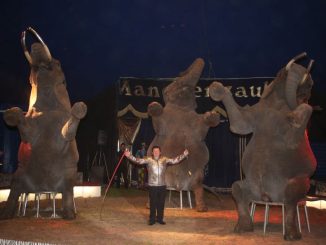 Dresseur Hardy Weisheit mit seinen Elefanten. Foto: PR
