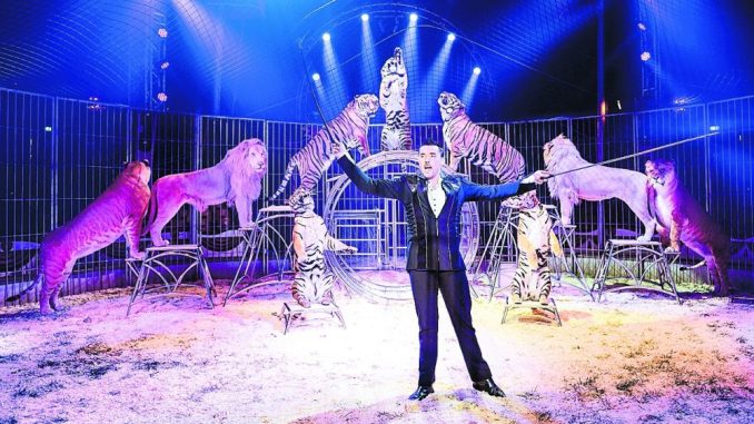 Eine wahrhaft tierische Sensation mit Tom Dieck und seinen Raubtieren. Foto: Circus Probst