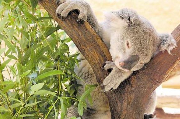 Keine Frage: Der putzige Koala ist bei allen Zoogästen besonders beliebt. Foto: ekg