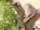 Keine Frage: Der putzige Koala ist bei allen Zoogästen besonders beliebt. Foto: ekg