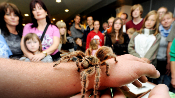 Spinnen verbreiten oft Angst und Unbehagen. Foto: PR