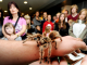 Spinnen verbreiten oft Angst und Unbehagen. Foto: PR