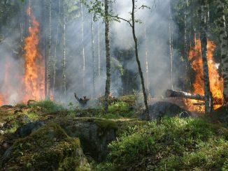 Bei der Trockenheit ist die Gefahr von Waldbränden besonders hoch. Foto: Pixabay