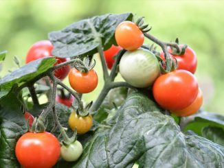 Bei hitzegeschädigten Tomatenpfanzen reifen weniger der leckeren Früchte. Doch wie kann man dem entgegen steuern? (Foto: pixabay)