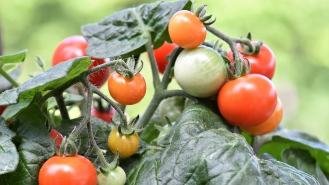 Bei hitzegeschädigten Tomatenpfanzen reifen weniger der leckeren Früchte. Doch wie kann man dem entgegen steuern? (Foto: pixabay)