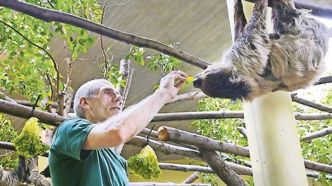 Ein Faultier hat’s gut im Zoo. Und am Weltfaultiertag steht es bei den Zoobesuchern im Mittelpunkt (Foto: Christian Juppe)