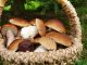 Pilze suchen kann man nicht nur im Wald. In Dresden geht das jetzt auch auf dem Urnenhain Tolkewitz. (Foto: Pixabay)