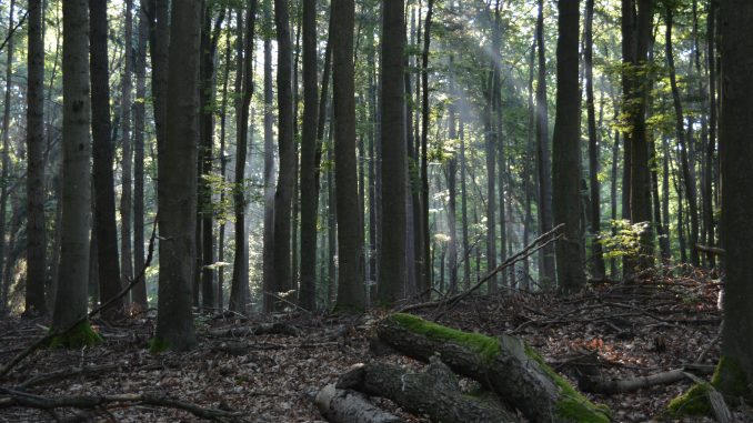 Erlaubtes Verwildern–in Dresden bekommt der Wald besonderen Schutz. (Foto: Thessa Wolf)