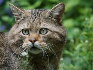 Moritzburger Wildkatzen bekommen gut 500m² großes neues Areal zum Toben, Spielen und Faulenzen. (Foto: Pixabay)