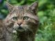 Moritzburger Wildkatzen bekommen gut 500m² großes neues Areal zum Toben, Spielen und Faulenzen. (Foto: Pixabay)