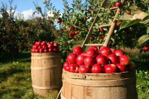 Im Herbst lässt sich noch viel Obst und Gemüse ernten und trocken einlagern wie zum Beispiel Äpfel, Birnen, Kürbisse usw. (Foto: pixabay)